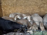 Ido, Arashan sheep — sawirka 3