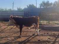 Lembu jantan, Simmental cattle — foto 1