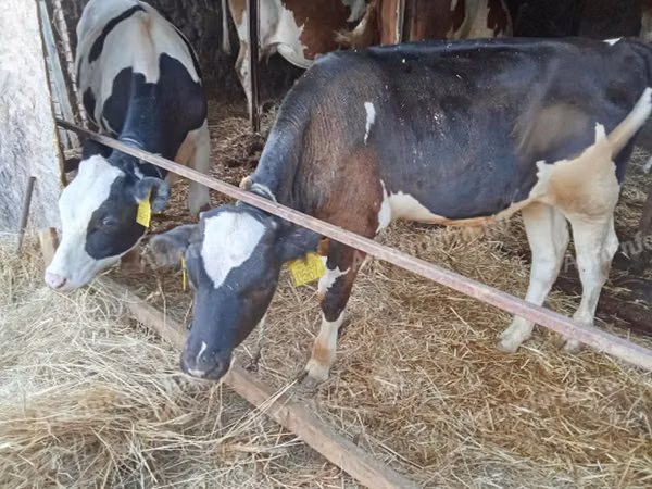 Bull, Russian Black pied cattle — Hungary