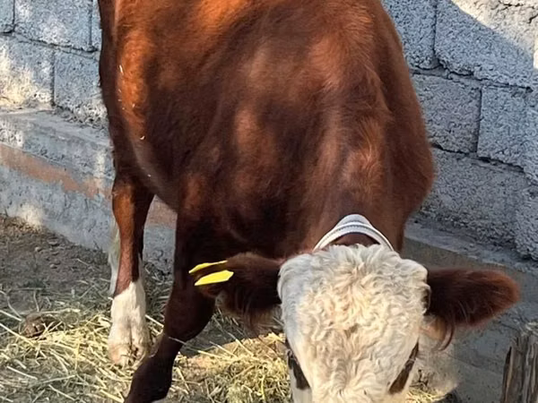 Touro, Vaca branca de cabeça kazakh