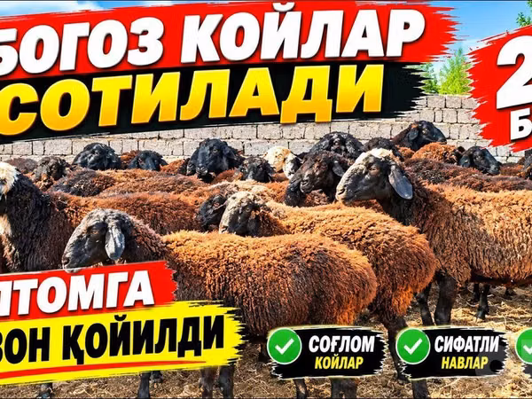 Schaap, Schapen