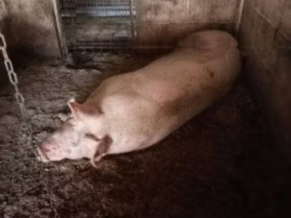 Sow, Pigs
