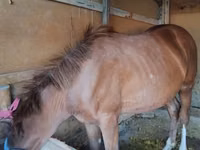Mare, Horses — photo 3