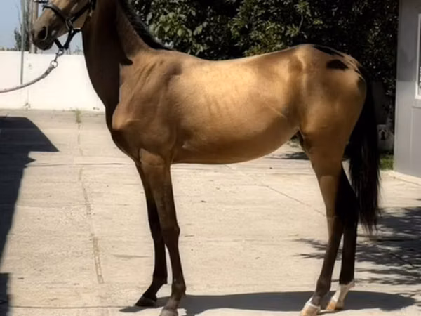Horse (M), Akhal-Teke — Kyrgyzstan