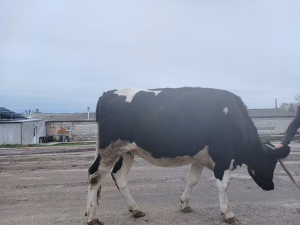 母牛, Russian Black pied cattle
