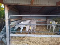 گاو نر, Simmental cattle — عکس 4