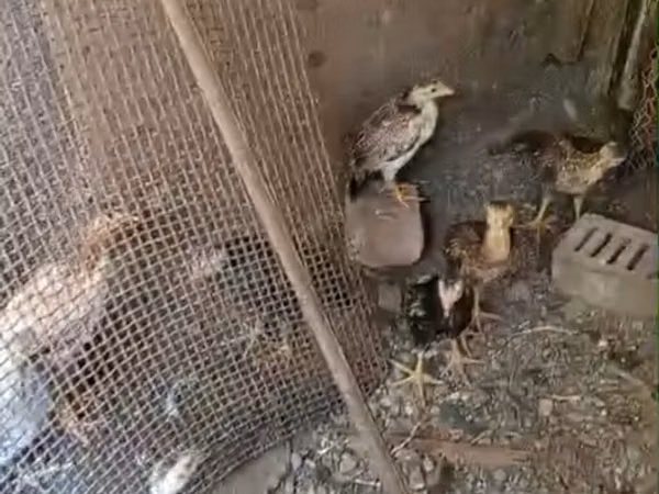 Chickens — Aserbaidschan