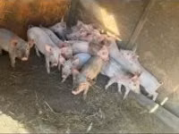 Qaban, Donuzlar — foto 3