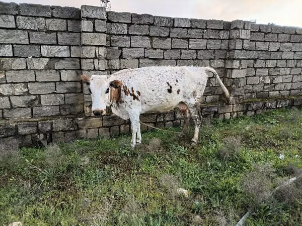 Mucca, Bovini — Azerbaigian