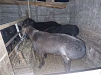 公羊, Sheep — 照片 3