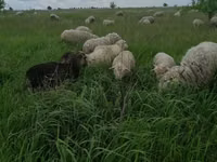 Kambing jantan, Merino sheep — foto 2