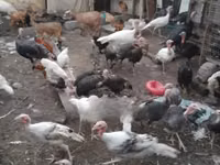 Turkeys — foto 2