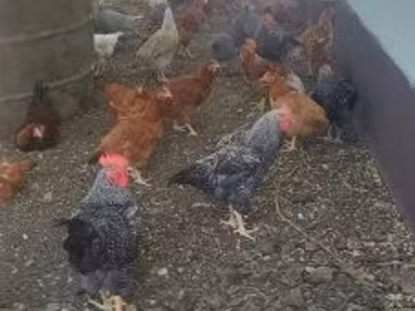 Guinea fowl — Угорщина
