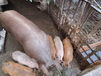 Sow — photo 1