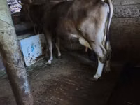 Cow, Cattle — photo 5