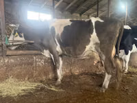 گاو ماده, Russian Black pied cattle — عکس 4