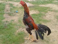 Chickens — تصویر 8