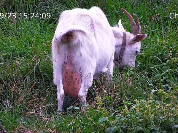 Goat, Goats