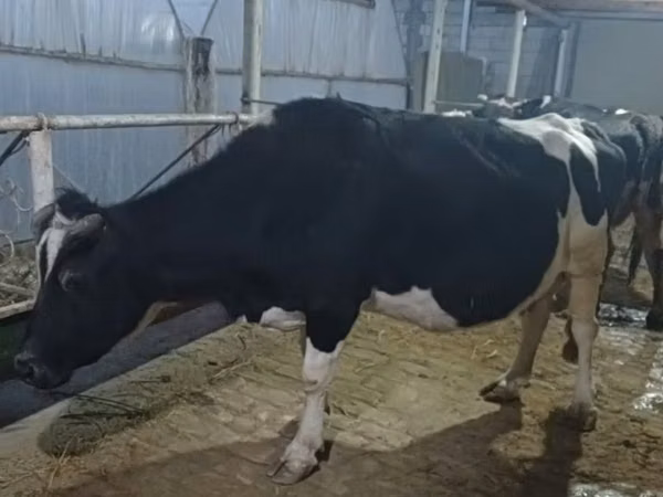Krava, Russian Black pied cattle — Uzbekistán