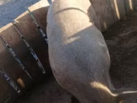 Boar — photo 1