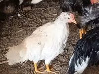 Chickens — عکس 7