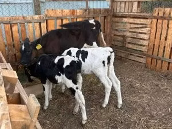 Bull, Russian Black pied cattle — Hungary