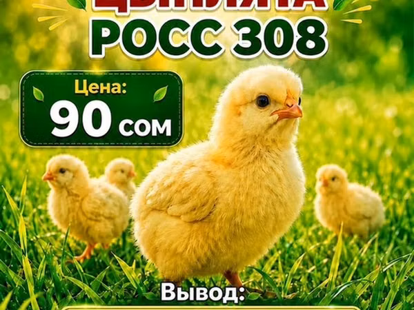 Ross 308 — Kyrgyzstan