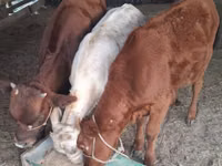 गाय, मवेशी — फ़ोटो 2