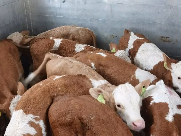 Tyre, Simmental cattle