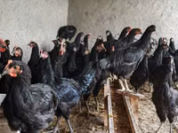 Chickens — fotografija 4