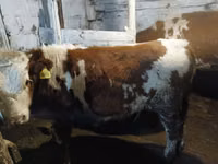 Cattle (batch, sex not specified), Cattle — photo 6