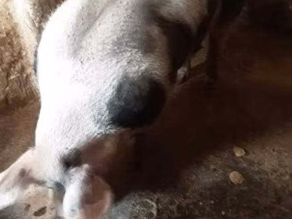 Boar,  — Hungary
