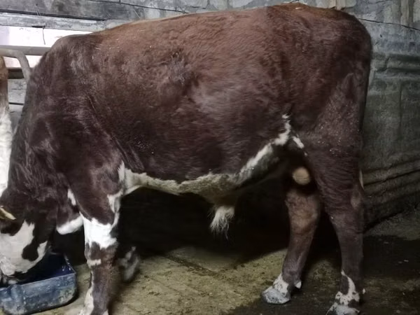 Bull, Brown Mountain