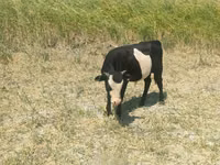 母牛, Kazakh White-headed cow — 照片 2