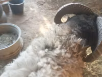 公羊, Sheep — 照片 3