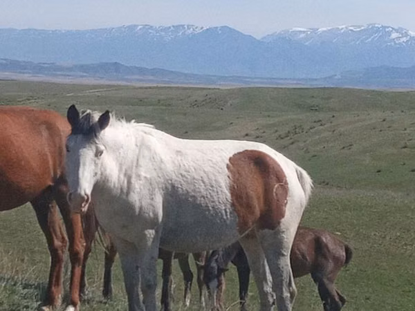 Mare, Kazakh horse