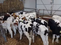 Bou, Simmental cattle — foto 2