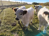 Bulle, Galloway-Rind — Foto 3