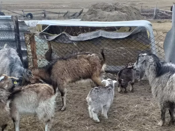 Goat, Goats