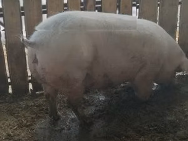 Sow, Pigs
