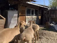 암양, Arashan sheep — 사진 6