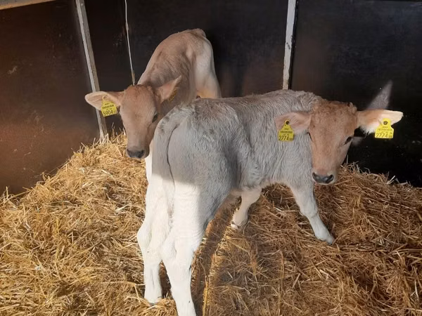 Bull, Limousin cow — Poland