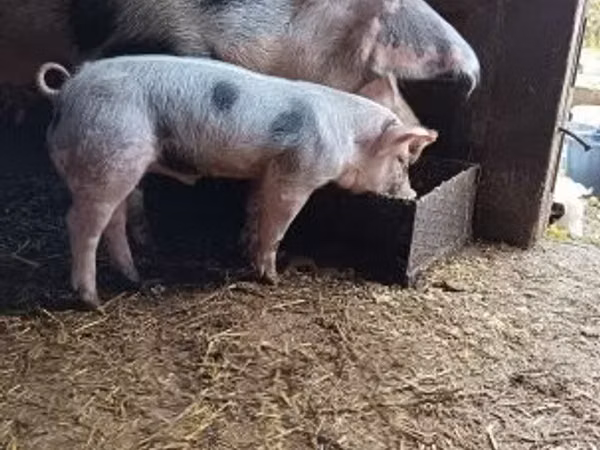 Boar, 