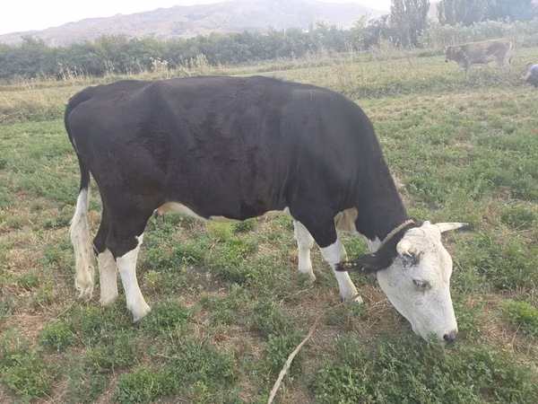 Cow, Aberdeen-Angus — Kyrgyzstan