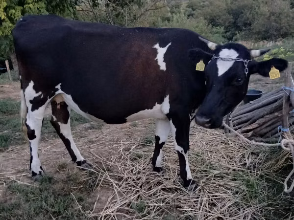 Cow, Holstein breed — Moldova