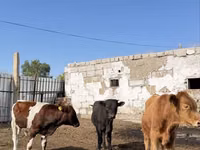 Taureau, Swiss cattle — photo 3
