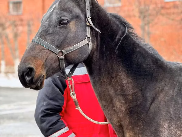 Mare, Akhal-Teke