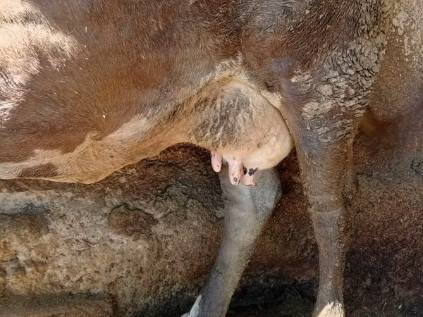 Cow, Cattle — Kyrgyzstan