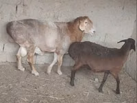 Oveja, Arashan sheep — foto 8