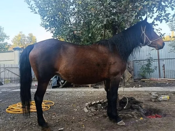 Jument, Chevaux